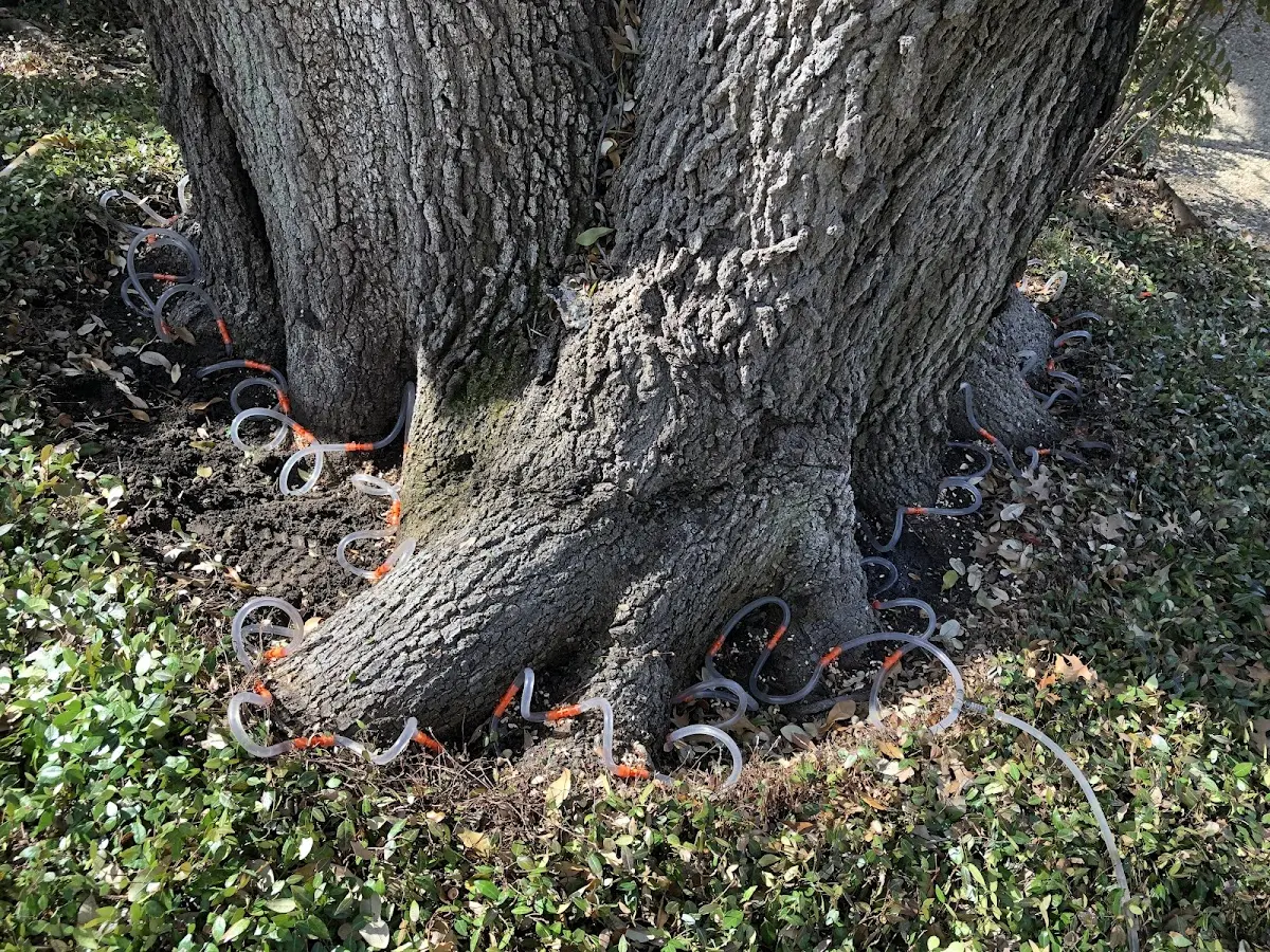 Detailed Tree Cabling and Bracing job site in Signal Mountain