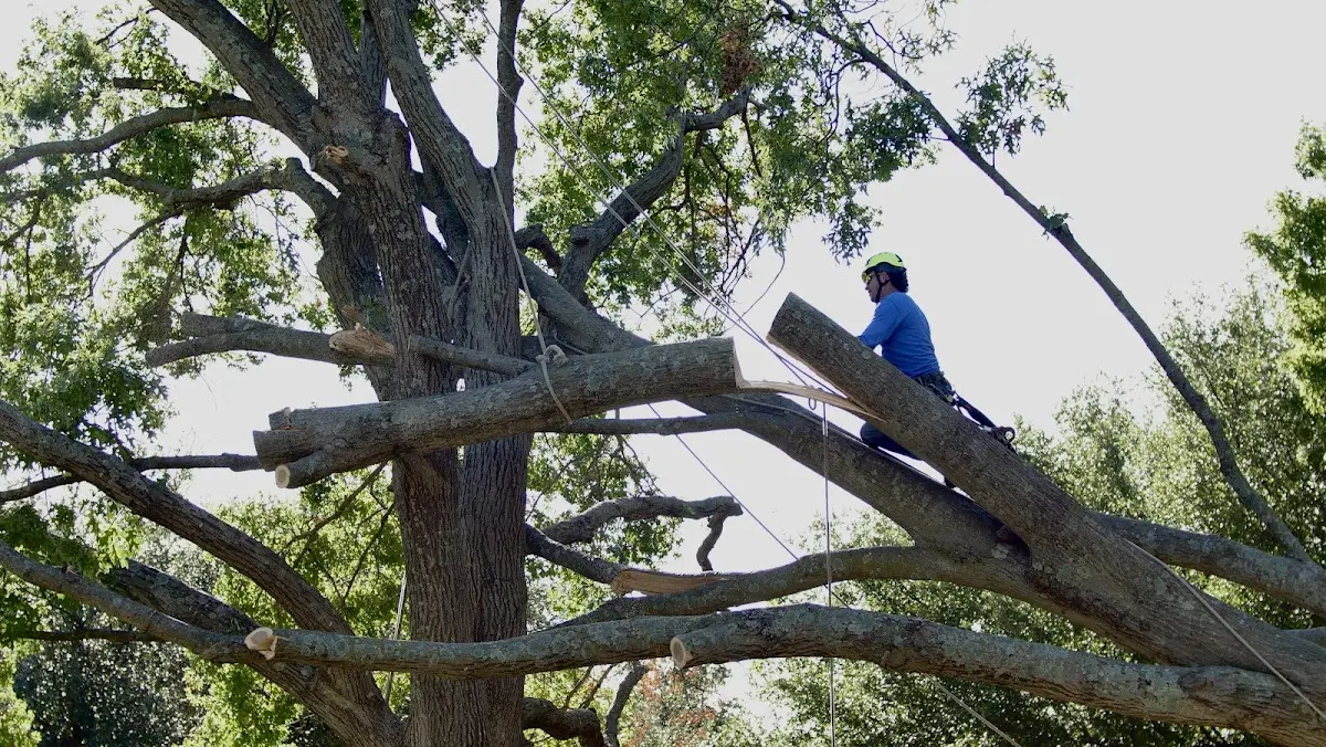 Professional Crown Thinning performed by certified arborists in Signal Mountain