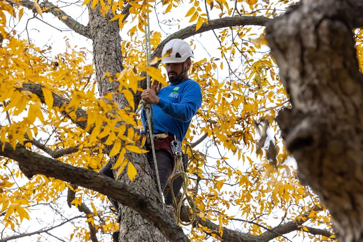 Skilled Tree Pruning crew working in Signal Mountain