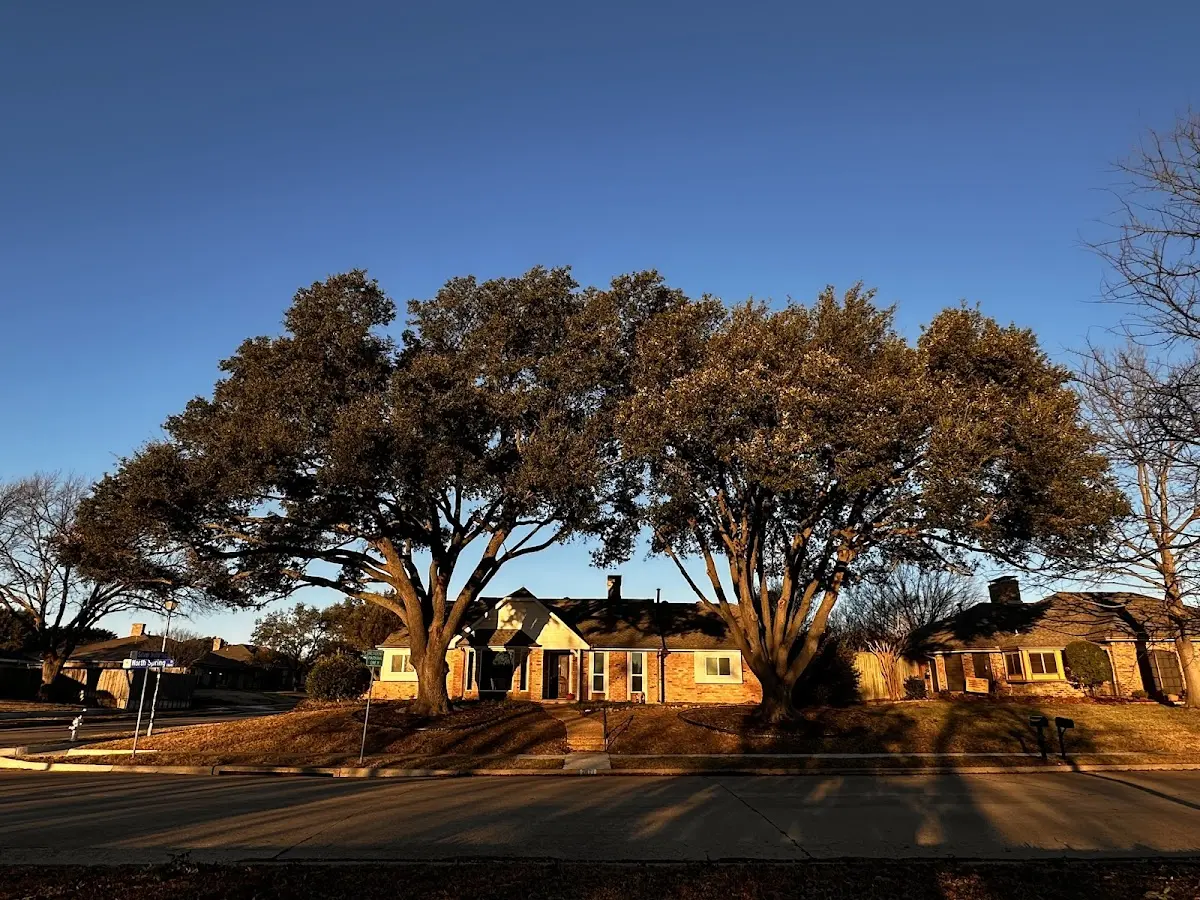 Established residential canopy tree shading a home in Signal Mountain
